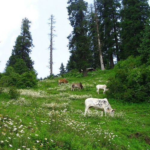 listing-details-carousel